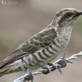 Horsfield's Bronze Cuckoo<br />Canon EOS 7D + EF400 F5.6L